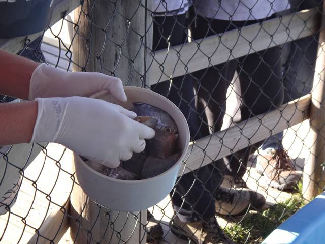 Peixe: comida para as tartarugas.