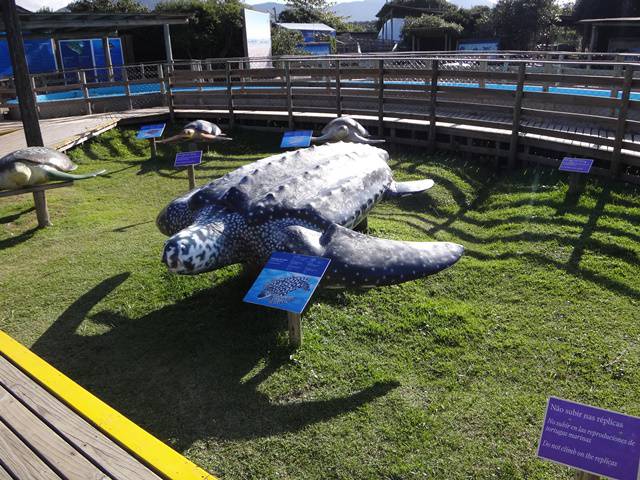 Réplica de uma tartaruga marinha - Projeto TAMAR Floripa.