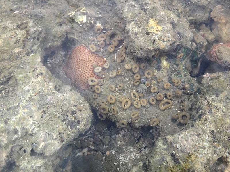 Arrecifes nas piscinas naturais em Porto de Galinhas.