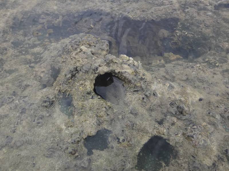 Arrecifes nas piscinas naturais em Porto de Galinhas.