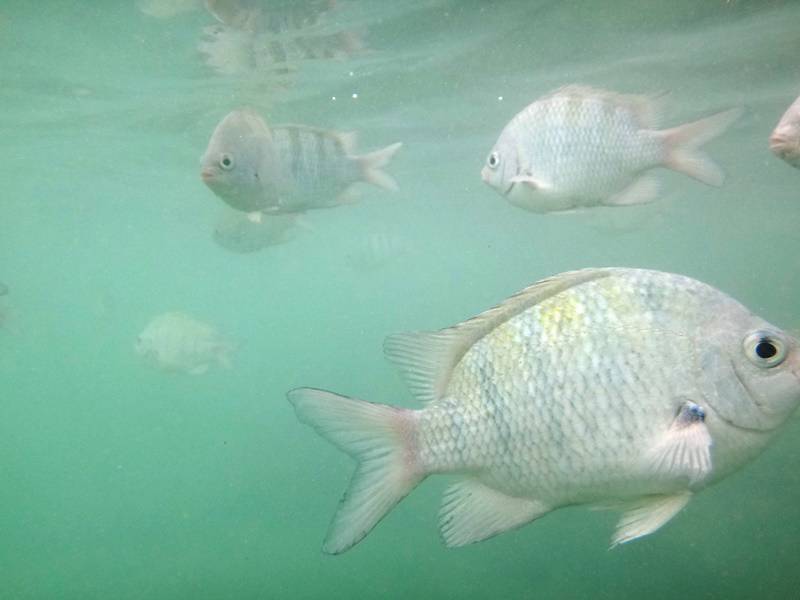 Peixes nas piscinas naturais de Porto de Galinhas.