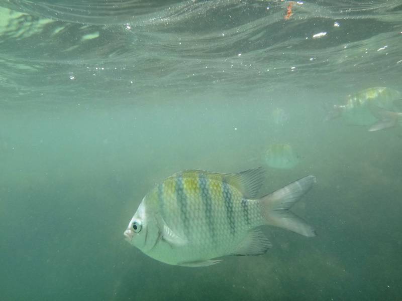 Peixes nas piscinas naturais de Porto de Galinhas.