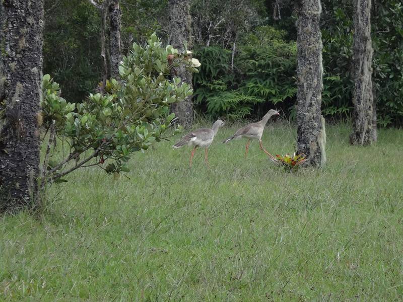 Seriemas - Parque Estadual Carlos Botelho.