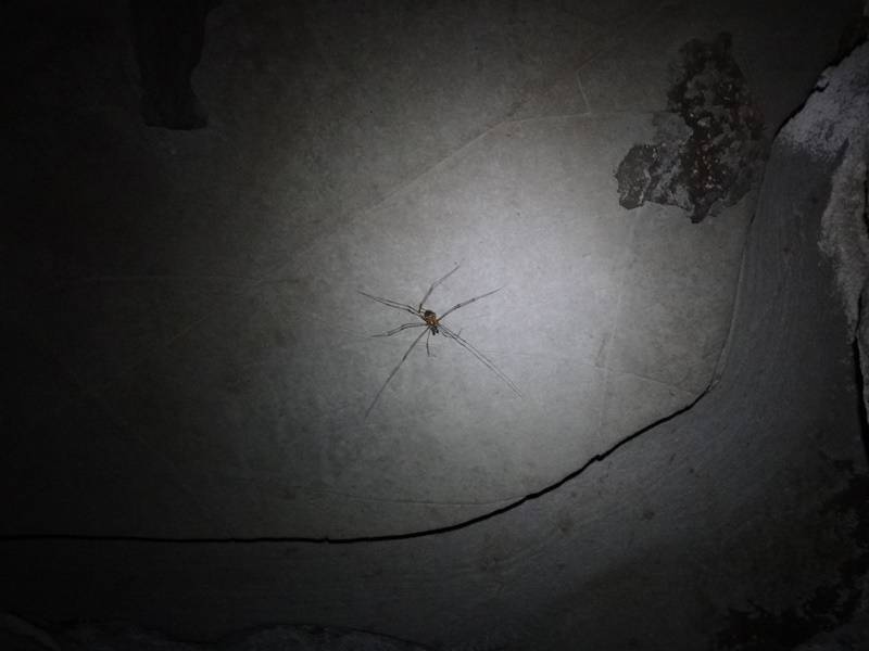 Algumas dessas aranhas podem ser encontradas logo na entrada.