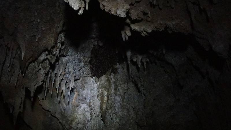 Ninhada de morcegos na Caverna Água Suja.