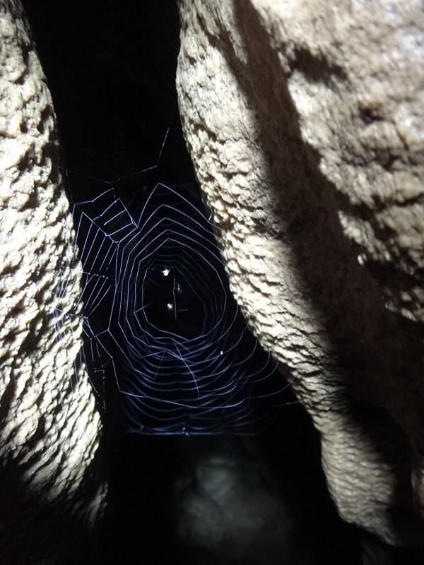 Teia de aranha na Caverna Água Suja, no PETAR.