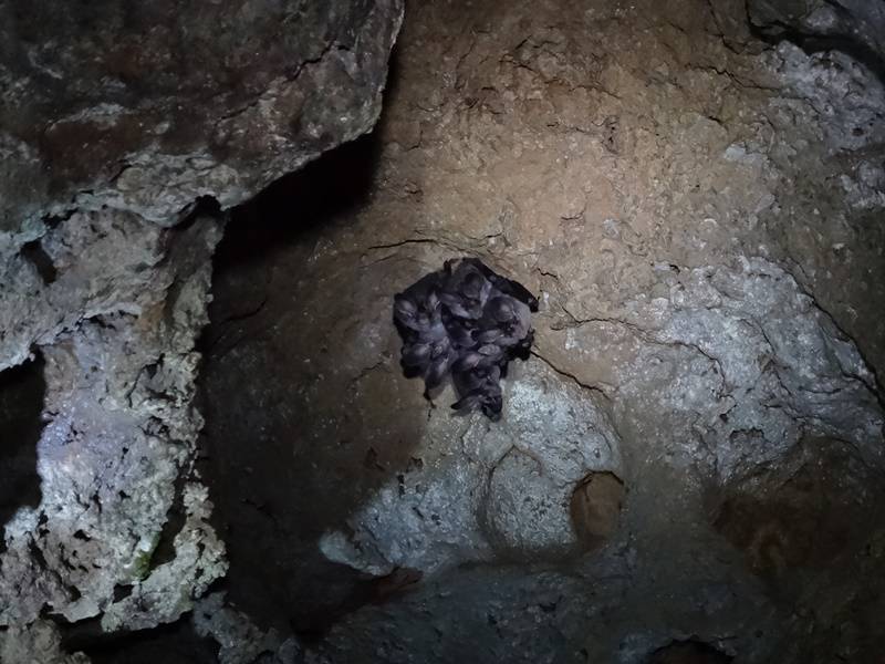 Alguns morcegos na Caverna do Couto.