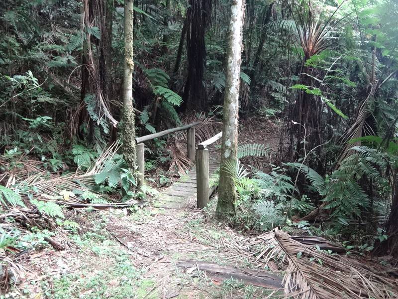 Trilha da Represa - Parque Carlos Botelho.