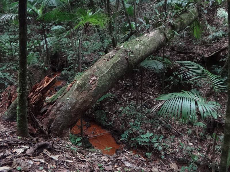 Trilha da Represa - Parque Carlos Botelho.