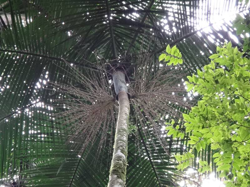 Palmito - Trilha dos Fornos.