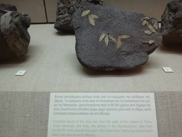 Folhas de oliva fossilizadas - Museu Pré-Histórico de Fira.