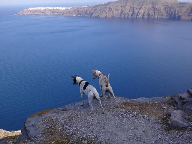 Nossos companheiros de trilha em Santorini.