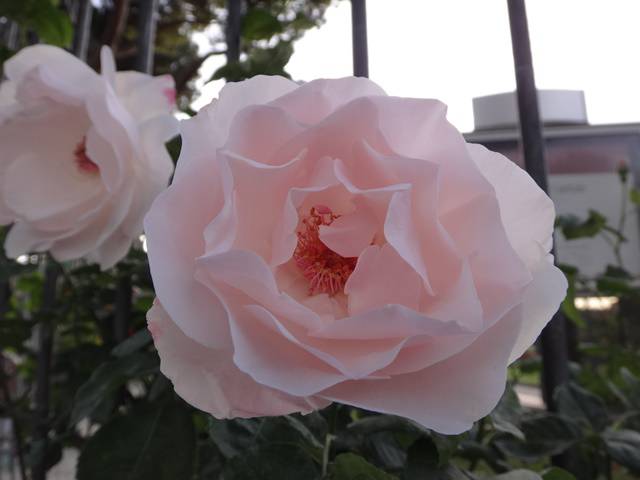 73º Premio Roma de variedade de rosas.