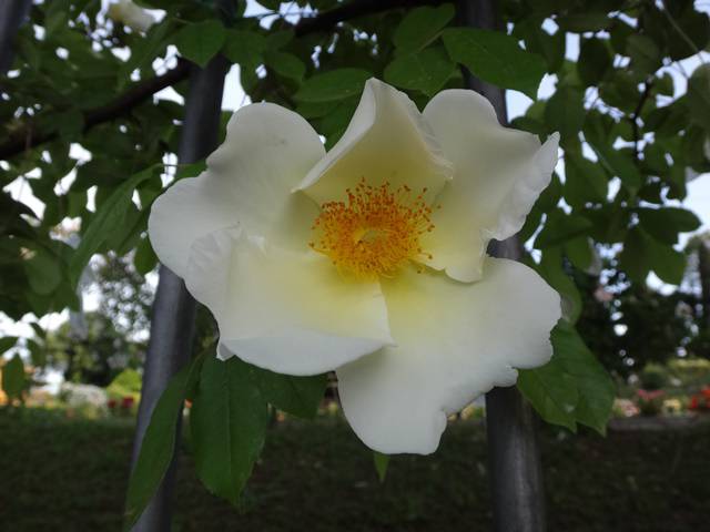 73º Premio Roma de variedade de rosas.