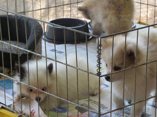 Venda de cães de raça. Foto: Adri Lourencini