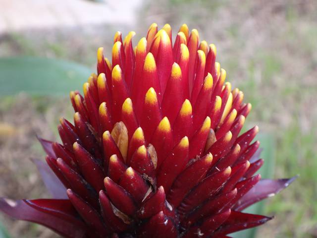 Exposição de Paisagismo - Expoflora 2016.