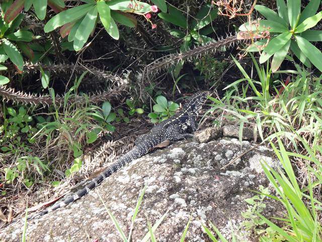 Lagarto - Trilha do Mirante - Pedra da Onça.