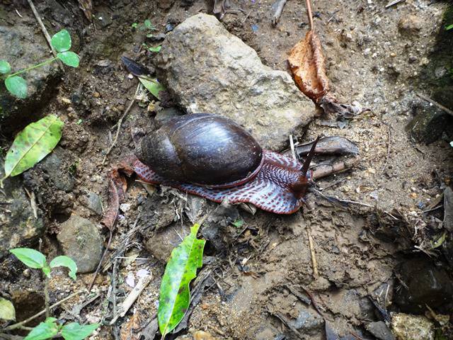 Muito menos um caracol deste tamanho.