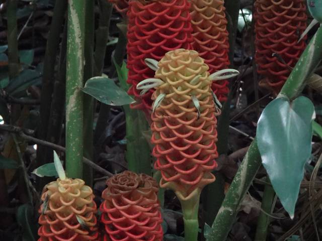 Plantarum - Jardim Botânico de Nova Odessa.