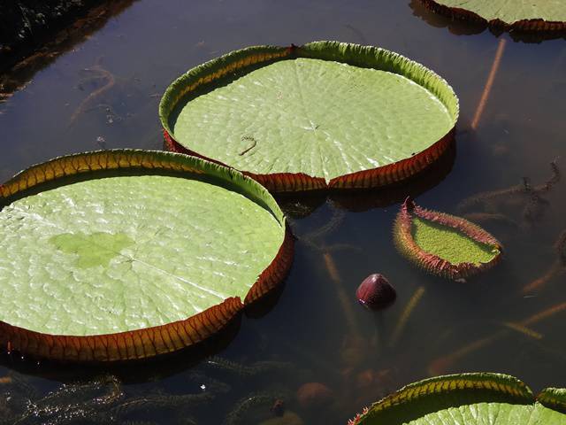 Plantarum - Jardim Botânico de Nova Odessa.