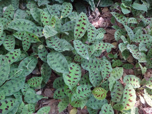 Plantarum - Jardim Botânico de Nova Odessa.