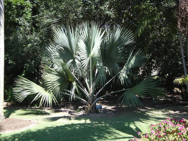 Jardim Botânico Plantarum.