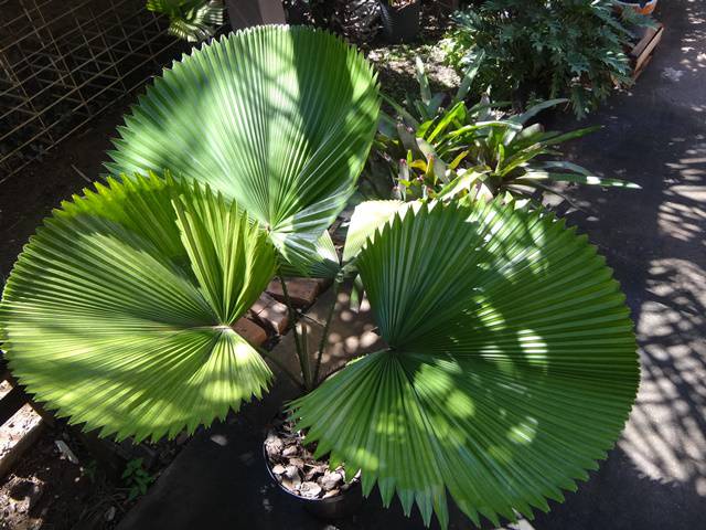 Jardim Botânico Plantarum.