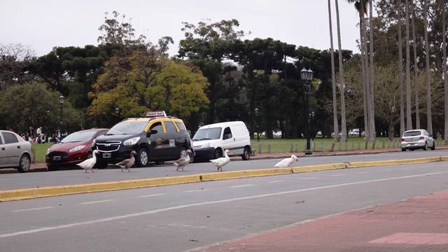 As aves que habitam as margens do lago resolveram passear pelo asfalto.