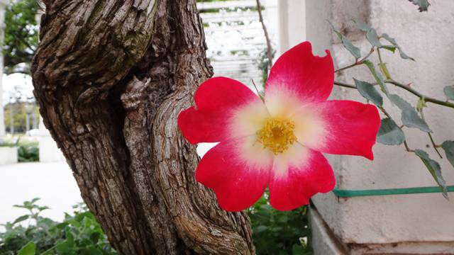 El Rosedal de Palermo.