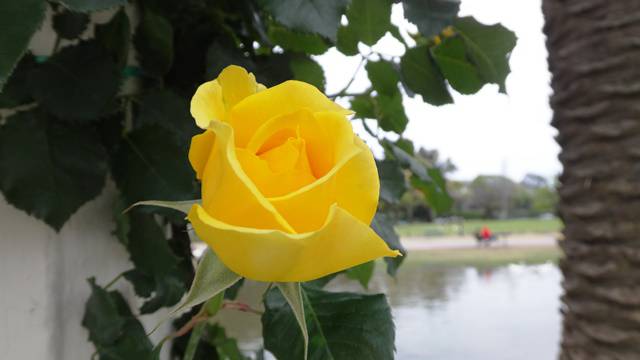 El Rosedal de Palermo.