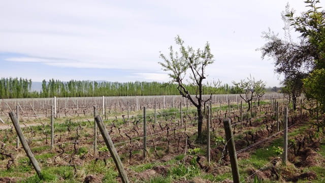 Bodegas Krontiras - Luján de Cuyo.