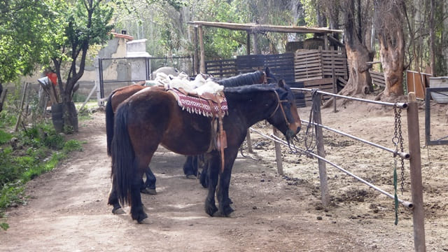 Cavalinhos aguardando pelos turistas.