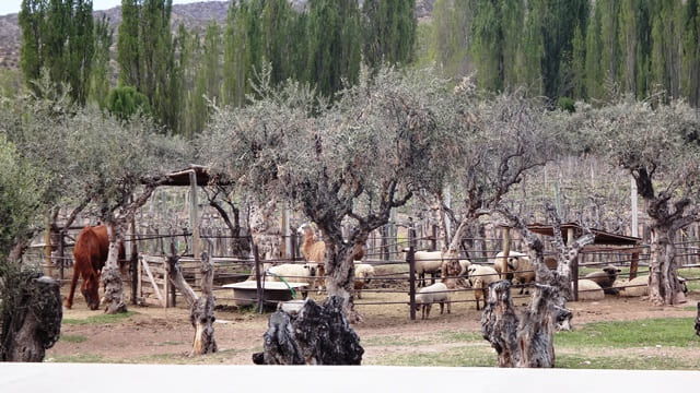 Bodegas Krontiras.