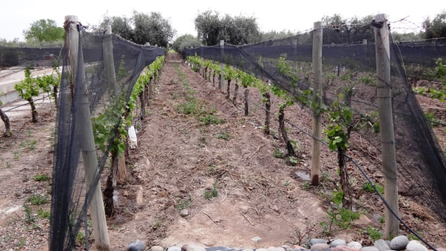 Bodega Tempus Alba, em Maipú, Mendoza.