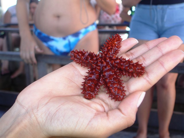 Estrela do mar