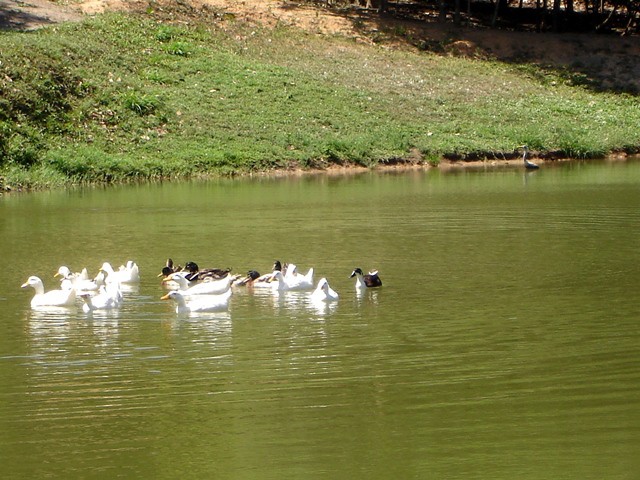 Norte Grande, em Alagoas