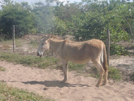 Animais da fazenda