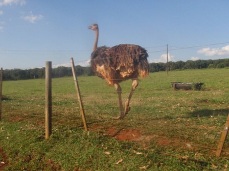 Um avestruz no caminho de volta