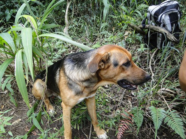 E o doguinho seguia firme com a gente