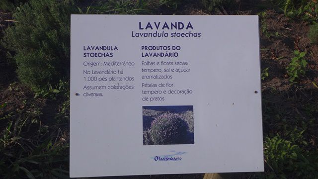 Placa informativa sobra a lavanda.