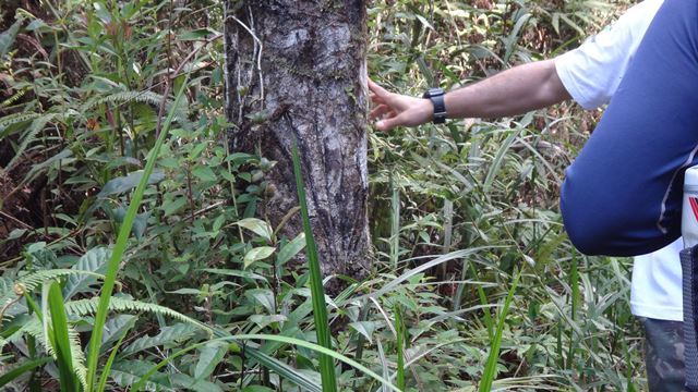 Marcas das unhas de uma onça - Parque Estadual da Serra do Mar Núcleo Cunha.