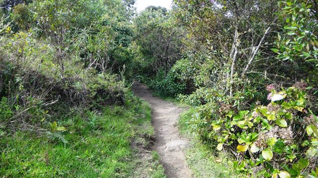 Essa trilhazinha fica à direita do portão. Seguindo por ela chega-se no mirante da Pedra.