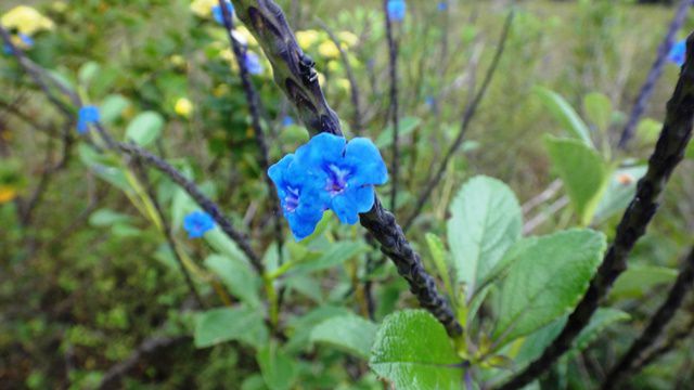 Flores da Chapada Diamantina.