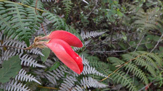 Flores da Chapada Diamantina.