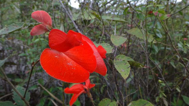 Flores da Chapada Diamantina.