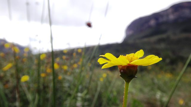 Flores da Chapada Diamantina.