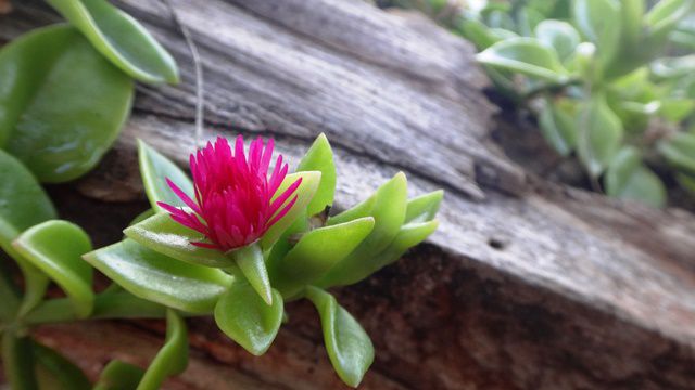 Flores na Fazenda Pratinha.