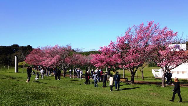 Curitiba - Jardim Botânico - Cerejeiras.