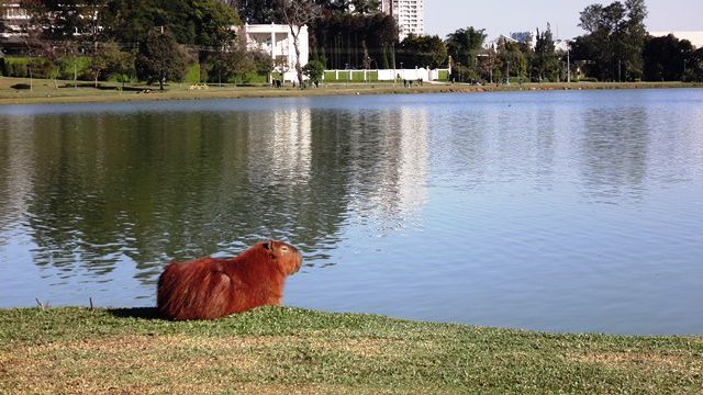 Curitiba - Parque Barigui.