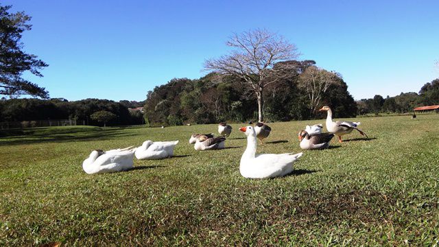 Parque Tingui, em Curitiba.